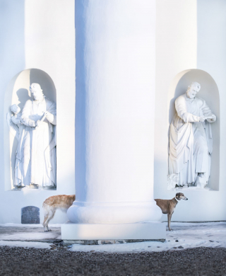 Illustration de l'article : 20 photos illustrant la vie trépidante d'un trio de Lévriers férus d'aventures