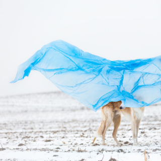 Illustration de l'article : 20 photos illustrant la vie trépidante d'un trio de Lévriers férus d'aventures