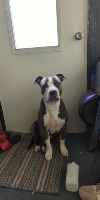 Illustration de l'article : Un chien de sauvetage surprend les habitants de la ville grâce à son intelligence et à son habileté