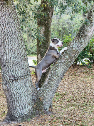 Illustration de l'article : Un chien de sauvetage surprend les habitants de la ville grâce à son intelligence et à son habileté