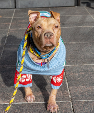 Illustration de l'article : Atteint d’une maladie chronique, Fiona le Pitbull ne plaît pas aux adoptants jusqu’au jour où tout bascule