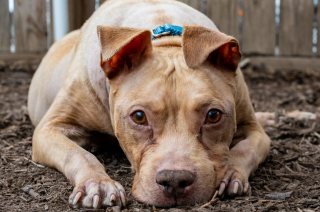 Illustration de l'article : Atteint d’une maladie chronique, Fiona le Pitbull ne plaît pas aux adoptants jusqu’au jour où tout bascule