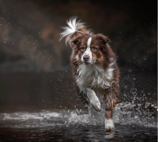 Illustration de l'article : 17 photos de chiens affichant fièrement leurs prouesses sportives