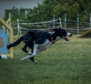 Illustration de l'article : 17 photos de chiens affichant fièrement leurs prouesses sportives