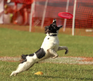 Illustration de l'article : 17 photos de chiens affichant fièrement leurs prouesses sportives