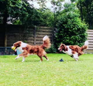 Illustration de l'article : 17 photos de chiens affichant fièrement leurs prouesses sportives