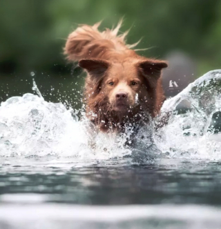 Illustration de l'article : 17 photos de chiens affichant fièrement leurs prouesses sportives