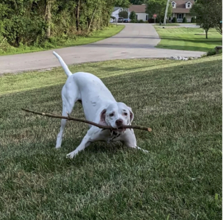 Illustration de l'article : 17 photos de chiens affichant fièrement leurs prouesses sportives