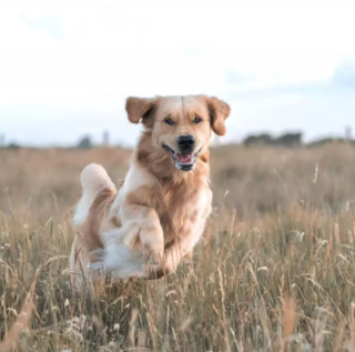 Illustration de l'article : 17 photos de chiens affichant fièrement leurs prouesses sportives