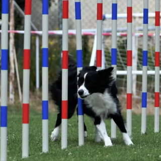 Illustration de l'article : 17 photos de chiens affichant fièrement leurs prouesses sportives