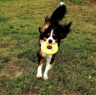 Illustration de l'article : 17 photos de chiens affichant fièrement leurs prouesses sportives