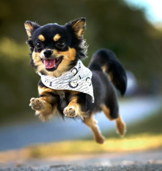 Illustration de l'article : 17 photos de chiens affichant fièrement leurs prouesses sportives