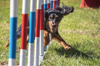 Illustration de l'article : 17 photos de chiens affichant fièrement leurs prouesses sportives