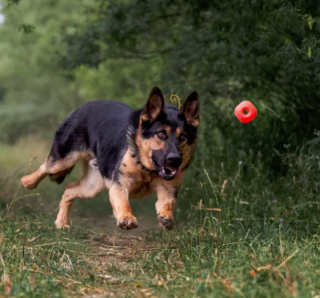 Illustration de l'article : 17 photos de chiens affichant fièrement leurs prouesses sportives