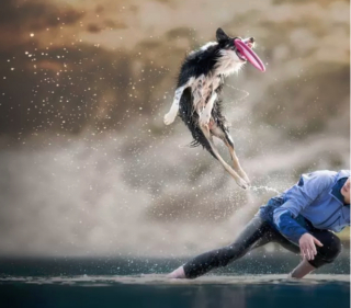 Illustration de l'article : 17 photos de chiens affichant fièrement leurs prouesses sportives