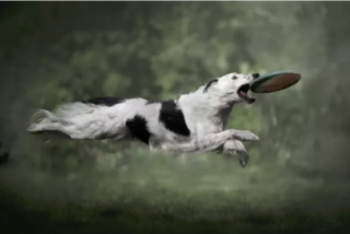 Illustration de l'article : 17 photos de chiens affichant fièrement leurs prouesses sportives