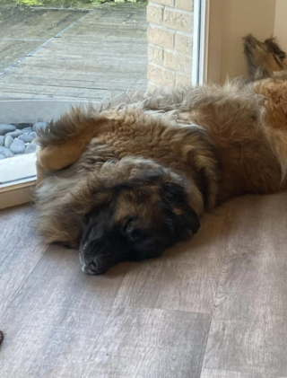 Illustration de l'article : 20 photos du Leonberger, géant au grand cœur qui vous fera craquer