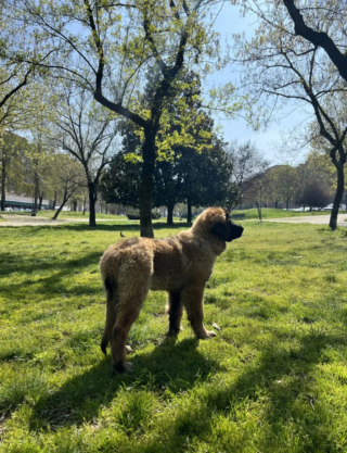 Illustration de l'article : 20 photos du Leonberger, géant au grand cœur qui vous fera craquer
