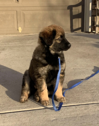 Illustration de l'article : 20 photos du Leonberger,  géant au grand cœur qui vous fera craquer