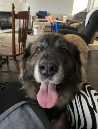 Illustration de l'article : 20 photos du Leonberger, géant au grand cœur qui vous fera craquer