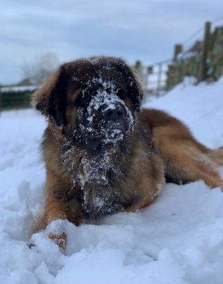 Illustration de l'article : 20 photos du Leonberger,  géant au grand cœur qui vous fera craquer