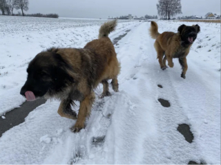 Illustration de l'article : 20 photos du Leonberger, géant au grand cœur qui vous fera craquer