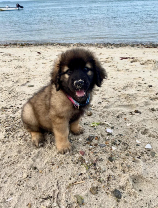 Illustration de l'article : 20 photos du Leonberger, géant au grand cœur qui vous fera craquer