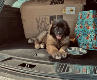 Illustration de l'article : 20 photos du Leonberger, géant au grand cœur qui vous fera craquer