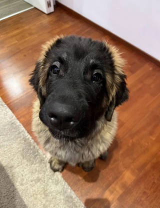 Illustration de l'article : 20 photos du Leonberger, géant au grand cœur qui vous fera craquer