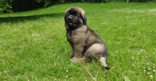 Illustration de l'article : 20 photos du Leonberger, géant au grand cœur qui vous fera craquer