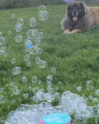 Illustration de l'article : 20 photos du Leonberger, géant au grand cœur qui vous fera craquer
