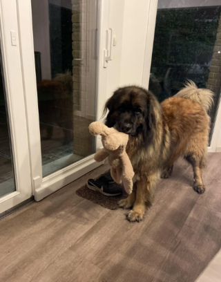 Illustration de l'article : 20 photos du Leonberger, géant au grand cœur qui vous fera craquer