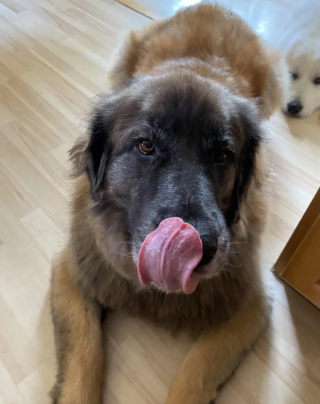 Illustration de l'article : 20 photos du Leonberger, géant au grand cœur qui vous fera craquer
