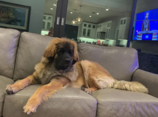 Illustration de l'article : 20 photos du Leonberger, géant au grand cœur qui vous fera craquer