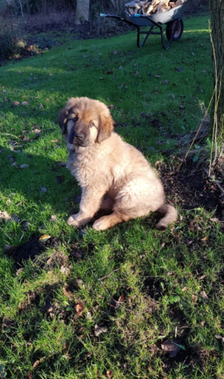 Illustration de l'article : 20 photos du Leonberger, géant au grand cœur qui vous fera craquer