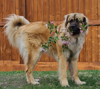 Illustration de l'article : 20 photos du Leonberger, géant au grand cœur qui vous fera craquer