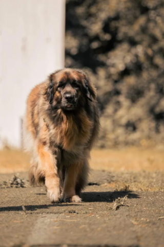 Illustration de l'article : 20 photos du Leonberger, géant au grand cœur qui vous fera craquer