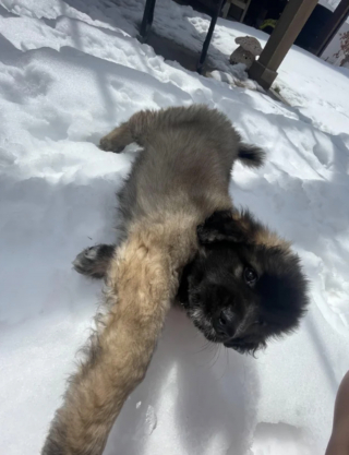 Illustration de l'article : 20 photos du Leonberger, géant au grand cœur qui vous fera craquer