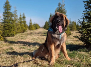 Illustration de l'article : 20 photos du Leonberger, géant au grand cœur qui vous fera craquer