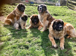Illustration de l'article : 20 photos du Leonberger, géant au grand cœur qui vous fera craquer