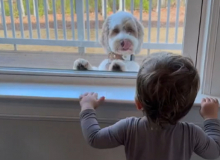Illustration de l'article : Quand deux Labradoodles deviennent les meilleurs amis d'un enfant