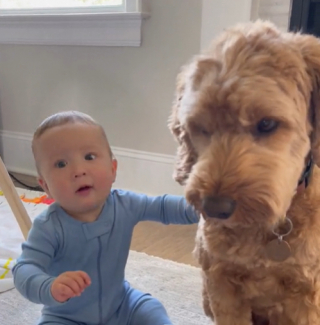 Illustration de l'article : Quand deux Labradoodles deviennent les meilleurs amis d'un enfant