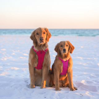 Illustration de l'article : Ce Golden Retriever laisse s’exprimer son bonheur d’accueillir un nouveau chiot dans son foyer