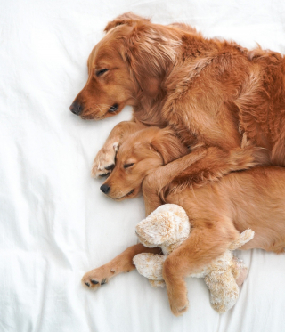 Illustration de l'article : Ce Golden Retriever laisse s’exprimer son bonheur d’accueillir un nouveau chiot dans son foyer