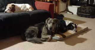 Illustration de l'article : La transformation touchante de Charlie, un chien anxieux qui apprend peu à peu à faire confiance aux humains