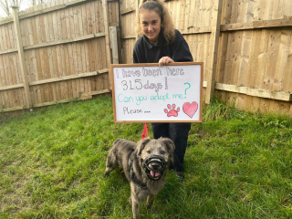 Illustration de l'article : La transformation touchante de Charlie, un chien anxieux qui apprend peu à peu à faire confiance aux humains