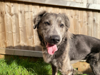 Illustration de l'article : La transformation touchante de Charlie, un chien anxieux qui apprend peu à peu à faire confiance aux humains