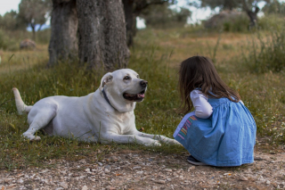 Illustration de l'article : L'assurance santé animale engagée : comment Goodflair contribue à un monde meilleur avec ses chiens d'éveil