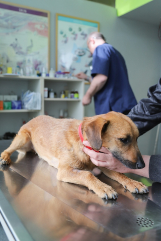 Illustration de l'article : L'assurance santé animale engagée : comment Goodflair contribue à un monde meilleur avec ses chiens d'éveil