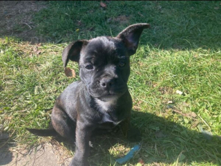 Illustration de l'article : 15 chiens de refuge qui retrouvent l'amour en étant adoptés par des familles au grand cœur